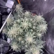 The second grow, winter is coming