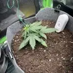 OpenGrowBox MicroGrowing