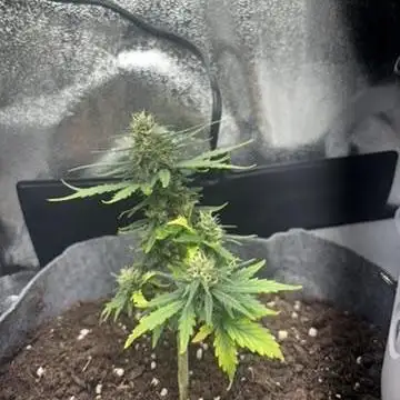 OpenGrowBox MicroGrowing