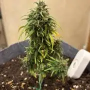 OpenGrowBox MicroGrowing