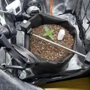 The second grow, winter is coming