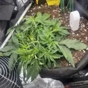 Spring Amnesia Haze