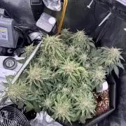 The second grow, winter is coming