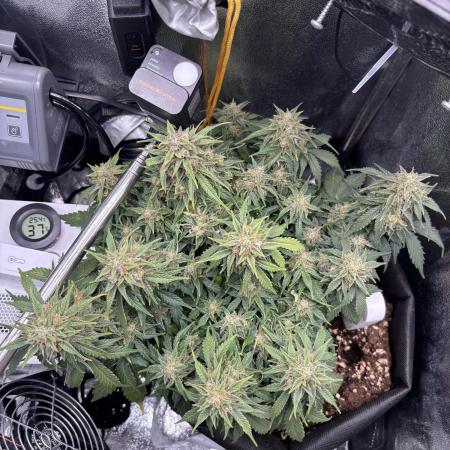 The second grow, winter is coming