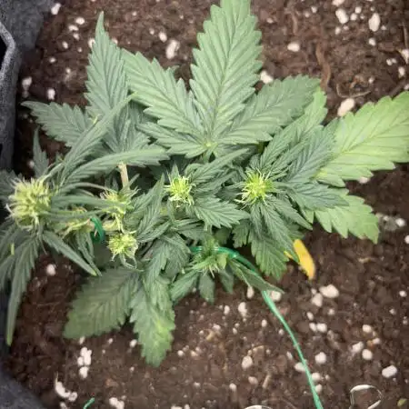OpenGrowBox MicroGrowing