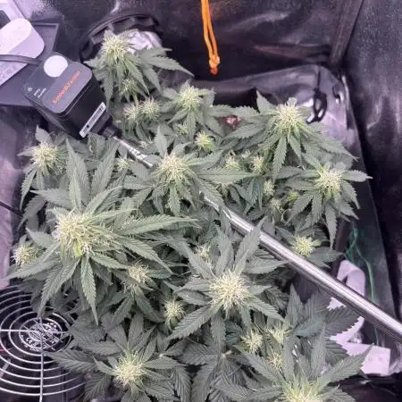 The second grow, winter is coming