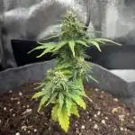 OpenGrowBox MicroGrowing