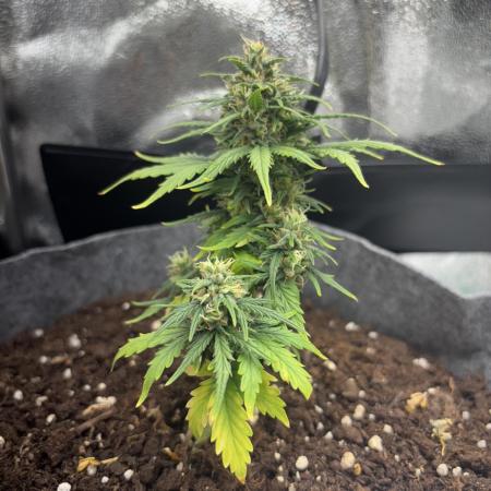 OpenGrowBox MicroGrowing