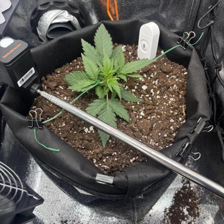 The second grow, winter is coming