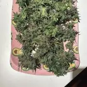 The second grow, winter is coming