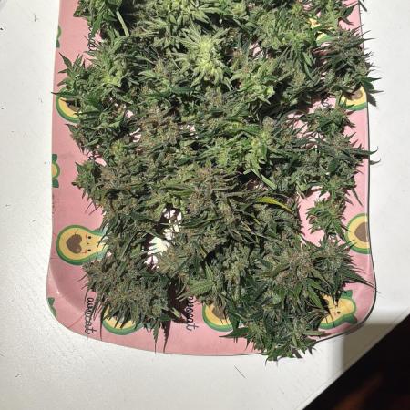 The second grow, winter is coming