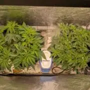 Gorilla Super Glue - SSSC