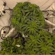 Gorilla Super Glue - SSSC