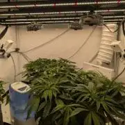 Gorilla Super Glue - SSSC