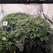 Gorilla Super Glue - SSSC