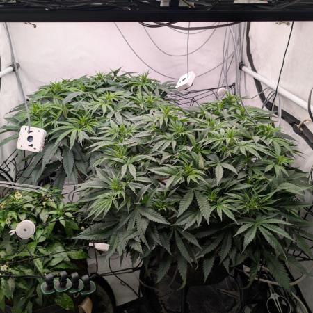 Gorilla Super Glue - SSSC