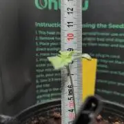 Blue Zushi & Frozen Biscotti