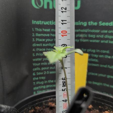 Blue Zushi & Frozen Biscotti