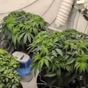 Gorilla Super Glue - SSSC