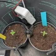 Blue Zushi & Frozen Biscotti