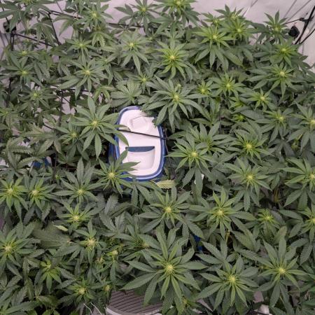 Lemon Shining Silver Haze