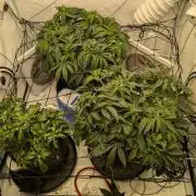 Gorilla Super Glue - SSSC