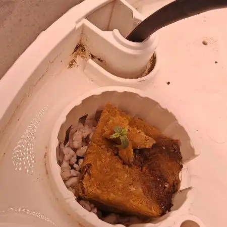 PINEAPPLE RUNTZ AUTO