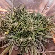 Strawberry gorilla auto