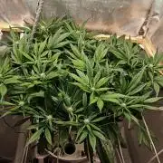 Strawberry gorilla auto