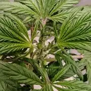 Strawberry gorilla auto