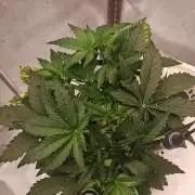 FAT MONKEY AUTO