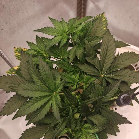 FAT MONKEY AUTO