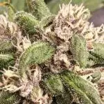 PINEAPPLE RUNTZ AUTO