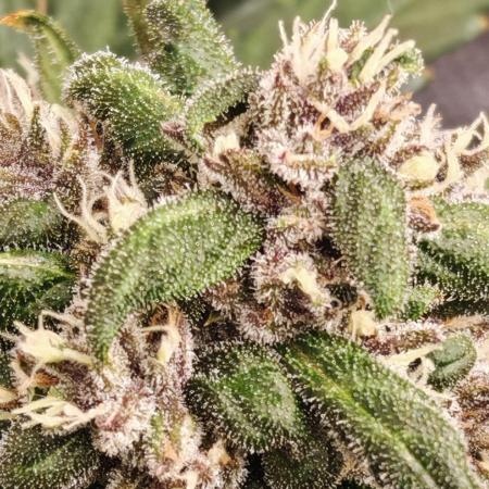 PINEAPPLE RUNTZ AUTO