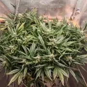 Strawberry gorilla auto