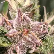 Strawberry gorilla auto