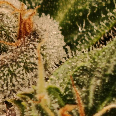 Fat monkey auto