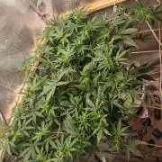 FAT MONKEY AUTO