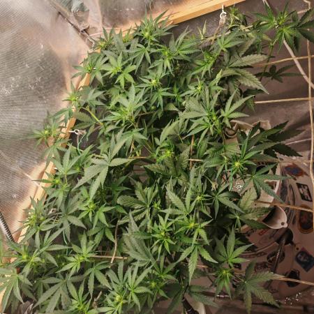 FAT MONKEY AUTO