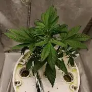 Strawberry gorilla auto