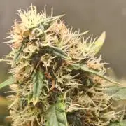 FAT MONKEY AUTO