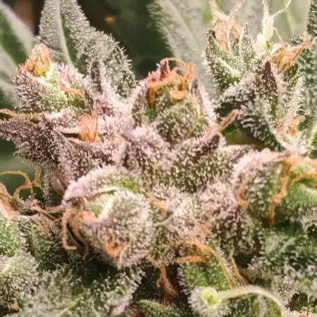 Strawberry gorila auto