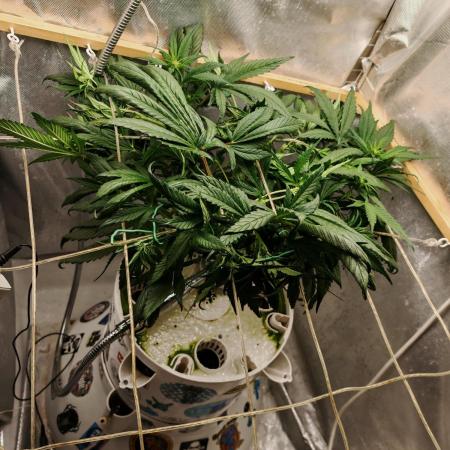 Strawberry gorilla auto