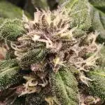PINEAPPLE RUNTZ AUTO