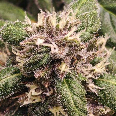 PINEAPPLE RUNTZ AUTO