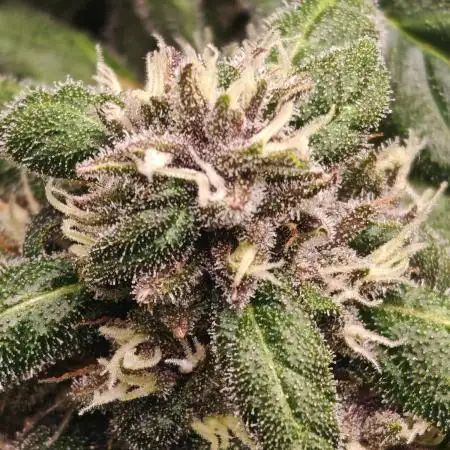 PINEAPPLE RUNTZ AUTO