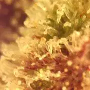 Strawberry gorilla auto