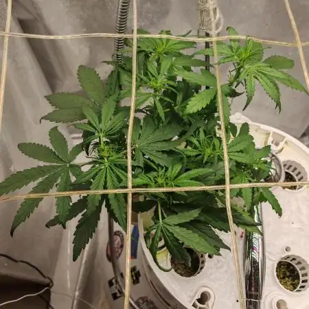 PINEAPPLE RUNTZ AUTO