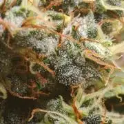 FAT MONKEY AUTO