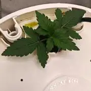 FAT MONKEY AUTO